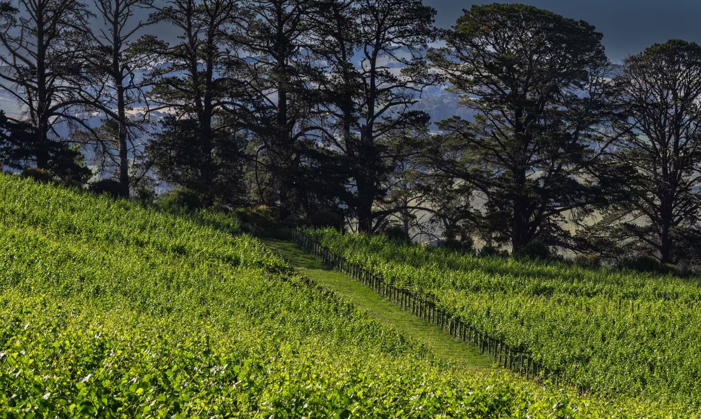Bellvale Wine